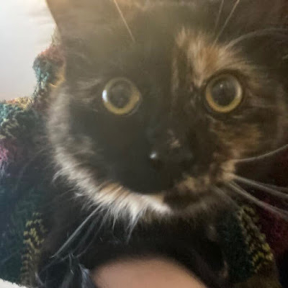 Meet your Posher, Peep6523